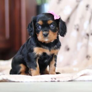 Lila - Female