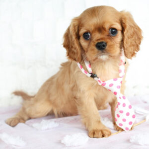 Teddy - Male