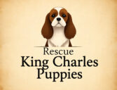 Rescue King Charles Puppies